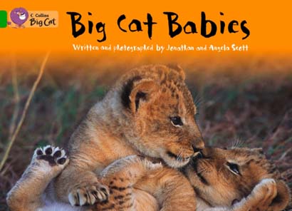 BIG CAT BABIES